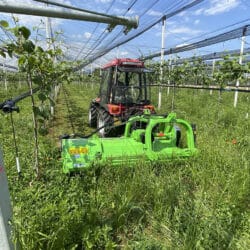 Peruzzo_bull-reverse-2-