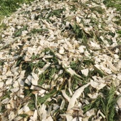 Peruzzo_wood-chips-2-scaled