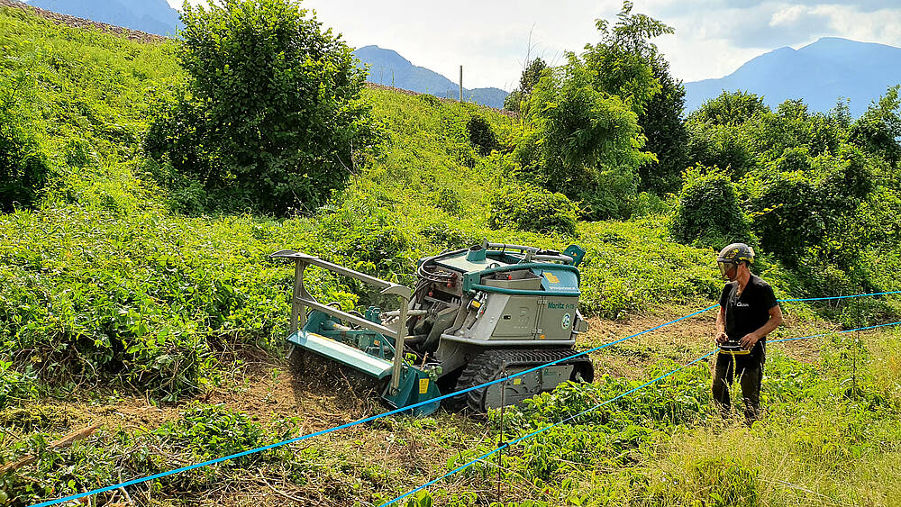 Pfanzelt_csm_210730_moritz_fr75_forstfraese-max_mulchen_bahndamm_1_b2d2470383