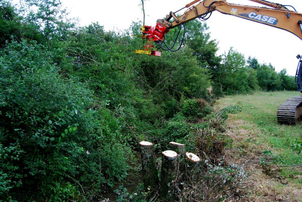 Rabaud_coupe-4-troncs