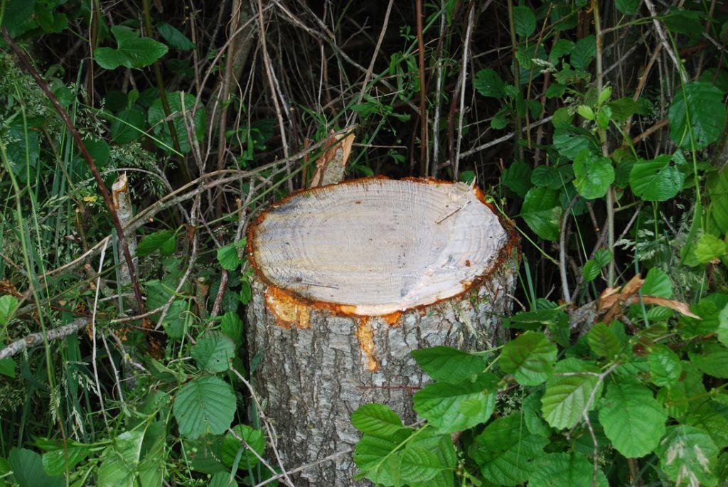 Rabaud_coupe-nette-rabaud