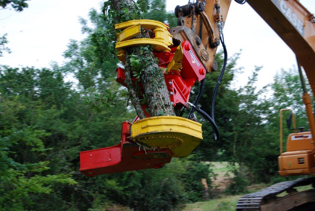 Rabaud_maintien-du-tronc